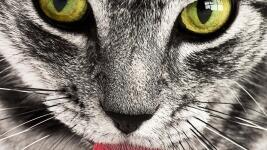 kočka cat-114782 1280